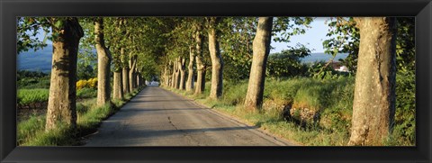 Framed Trees along a road, Vaucluse, Provence, France Print