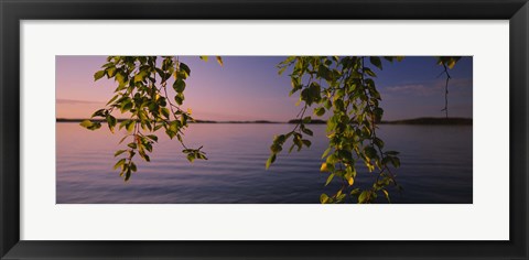 Framed Close-up of leaves of a birch tree, Joutseno, Southern Finland, South Karelia, Finland Print