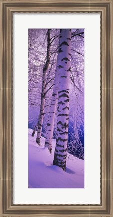 Framed Birch trees at the frozen riverside, Vuoksi River, Imatra, Finland Print