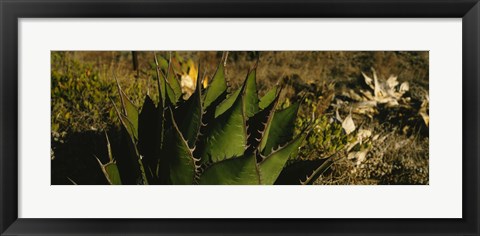 Framed Close-up of an aloe vera plant, Baja California, Mexico Print