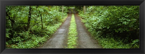 Framed Lush foliage lining a wet driveway, Bainbridge Island, Washington, USA Print