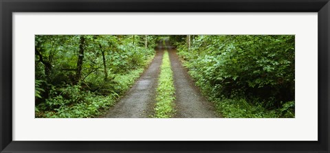 Framed Lush foliage lining a wet driveway, Bainbridge Island, Washington, USA Print