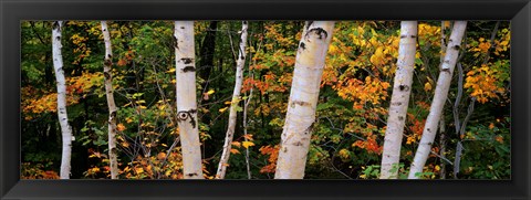 Framed Birch trees in a forest, New Hampshire, USA Print