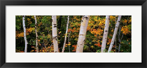 Framed Birch trees in a forest, New Hampshire, USA Print