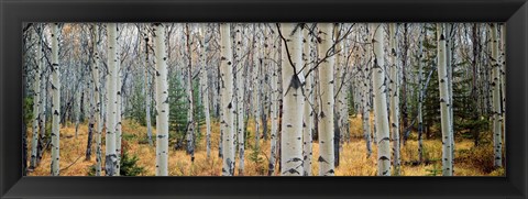 Framed Aspen trees in a forest, Alberta, Canada Print