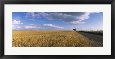 Framed Wheat crop in a field, North Dakota, USA Print