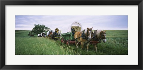 Framed Historical reenactment, Covered wagons in a field, North Dakota, USA Print