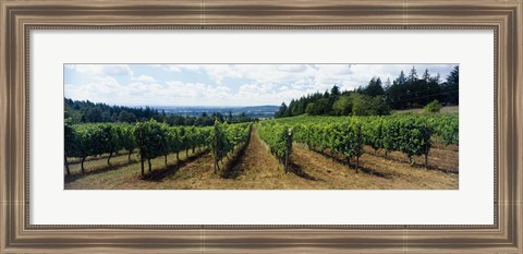 Framed Vineyard on a landscape, Adelsheim Vineyard, Newberg, Willamette Valley, Oregon, USA Print