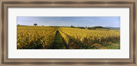 Framed Panoramic view of vineyards, Schloss Vollrads, Johannisberg, Oestrich-Winkel, Rheingau, Germany Print