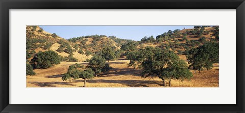 Framed Oak trees on hill, Stanislaus County, California, USA Print