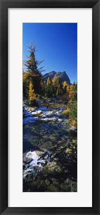 Framed Stream flowing in a forest, Mount Assiniboine Provincial Park, border of Alberta and British Columbia, Canada Print