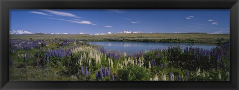 Framed Flowers blooming at the lakeside, Lake Pukaki, Mt Cook, Mt Cook National Park, South Island, New Zealand Print