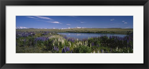 Framed Flowers blooming at the lakeside, Lake Pukaki, Mt Cook, Mt Cook National Park, South Island, New Zealand Print