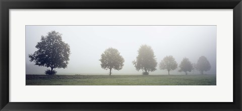 Framed Fog covered trees in a field, Baden-Wurttemberg, Germany (black and white) Print