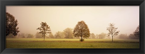 Framed Fog covered trees in a field, Baden-Wurttemberg, Germany Print