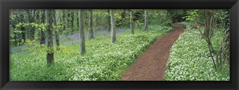 Framed Bluebells and garlic along footpath in a forest, Killerton, Exe Valley, Devon, England Print