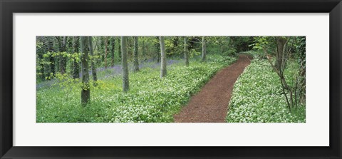 Framed Bluebells and garlic along footpath in a forest, Killerton, Exe Valley, Devon, England Print