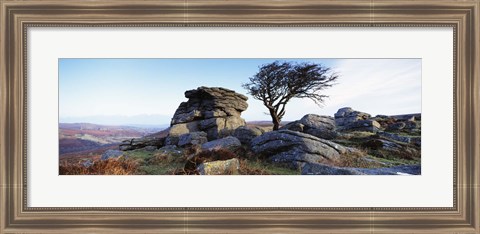 Framed Bare tree near rocks, Haytor Rocks, Dartmoor, Devon, England Print