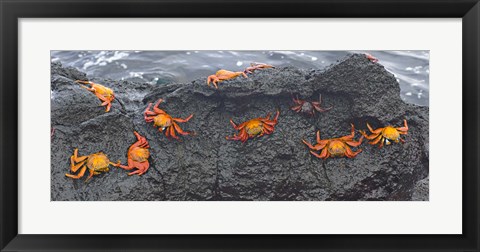 Framed High angle view of Sally Lightfoot crabs (Grapsus grapsus) on a rock, Galapagos Islands, Ecuador Print