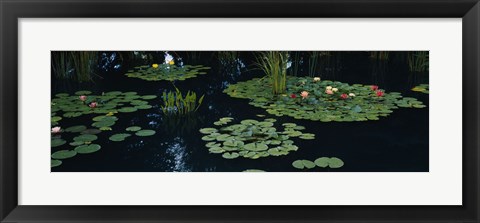 Framed Water lilies in a pond, Denver Botanic Gardens, Denver, Colorado, USA Print