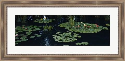 Framed Water lilies in a pond, Denver Botanic Gardens, Denver, Colorado, USA Print