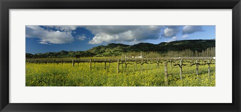 Framed Mustard crop in a field near St. Helena, Napa Valley, Napa County, California, USA Print