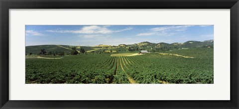 Framed High angle view of a vineyard, Carneros District, Napa Valley, Napa County, California Print