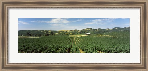 Framed High angle view of a vineyard, Carneros District, Napa Valley, Napa County, California Print