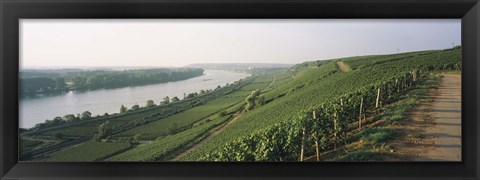 Framed Vineyards along a river, Niersteiner Hang, Rhine River, Nackenheim, Mainz-Bingen, Rheinhessen, Rhineland-Palatinate, Germany Print