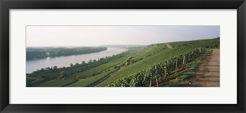 Framed Vineyards along a river, Niersteiner Hang, Rhine River, Nackenheim, Mainz-Bingen, Rheinhessen, Rhineland-Palatinate, Germany Print