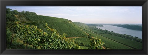 Framed Vineyards along a river, Niersteiner Hang, Rhine River, Nackenheim, Mainz-Bingen, Rhineland-Palatinate, Rheinhessen, Germany Print