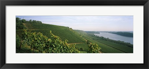 Framed Vineyards along a river, Niersteiner Hang, Rhine River, Nackenheim, Mainz-Bingen, Rhineland-Palatinate, Rheinhessen, Germany Print