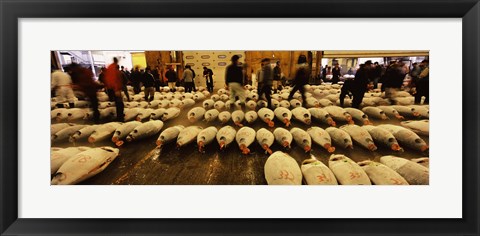 Framed Tuna auction at a fish market, Tsukiji Fish Market, Chuo Ward, Tsukiji, Tokyo Prefecture, Kanto Region, Honshu, Japan Print