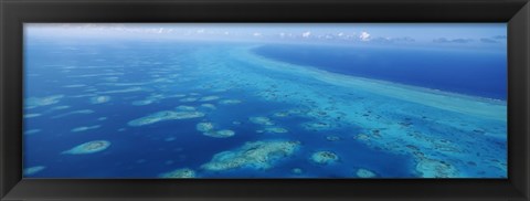 Framed Coral reef in the sea, Belize Barrier Reef, Ambergris Caye, Caribbean Sea, Belize Print