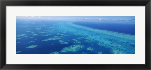 Framed Coral reef in the sea, Belize Barrier Reef, Ambergris Caye, Caribbean Sea, Belize Print