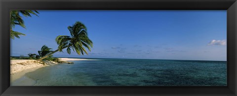 Framed Palm tree overhanging on the beach, Laughing Bird Caye, Victoria Channel, Belize Print