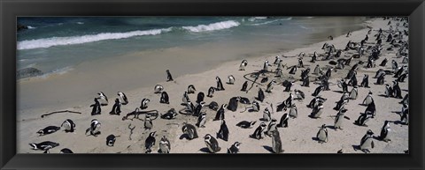 Framed Colony of Jackass penguins (Spheniscus demersus) on the beach, Boulder Beach, Simon&#39;s Town, Western Cape Province, South Africa Print