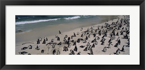 Framed Colony of Jackass penguins (Spheniscus demersus) on the beach, Boulder Beach, Simon&#39;s Town, Western Cape Province, South Africa Print