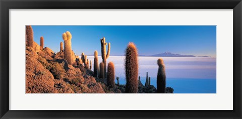 Framed Cactus on a hill, Salar De Uyuni, Potosi, Bolivia Print