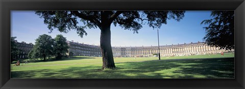 Framed Tree in front of a building, Royal Crescent, Bath, England Print