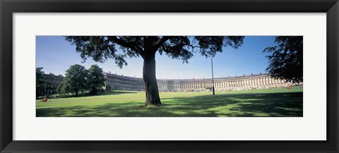 Framed Tree in front of a building, Royal Crescent, Bath, England Print