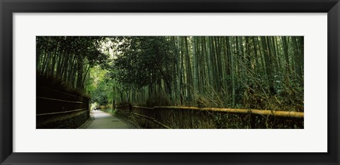 Framed Road passing through a bamboo forest, Arashiyama, Kyoto Prefecture, Kinki Region, Honshu, Japan Print