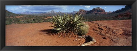 Framed Yucca plant growing in a rocky field, Sedona, Coconino County, Arizona, USA Print