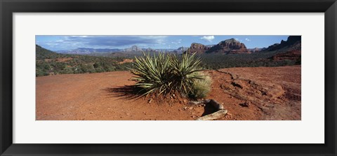 Framed Yucca plant growing in a rocky field, Sedona, Coconino County, Arizona, USA Print