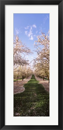 Framed Almond trees in an orchard, Central Valley, California, USA Print