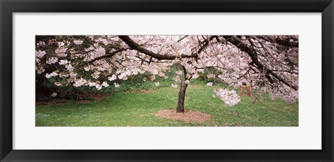 Framed Cherry Blossom tree in a park, Golden Gate Park, San Francisco, California, USA Print