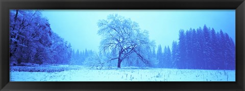 Framed Trees in a snow covered landscape, Yosemite Valley, Yosemite National Park, Mariposa County, California, USA Print