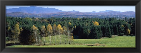 Framed Trees in a forest, Stowe, Lamoille County, Vermont, USA Print