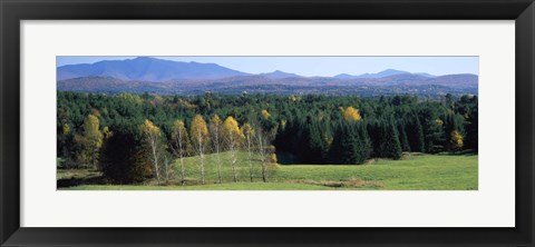 Framed Trees in a forest, Stowe, Lamoille County, Vermont, USA Print