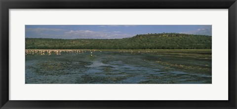 Framed Flock of flamingos in a lake, Lake Nakuru, Great Rift Valley, Lake Nakuru National Park, Kenya Print